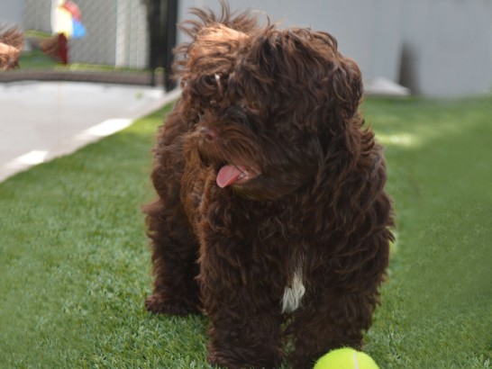 Artificial Grass Photos: Artificial Turf Cost Rock Hill, New York Pictures Of Dogs, Dogs Runs