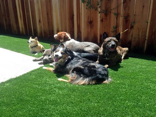 Artificial Grass Photos: Faux Animal Shelter Washington Heights New York for Dogs