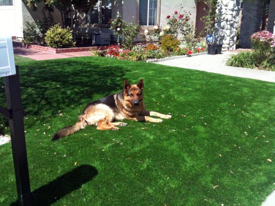 Artificial Grass Photos: Faux Pet Turf East Williston New York for Dogs  Front Yard