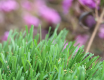 Landscape Artificial Grass