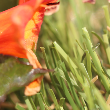 All Natural-75 All Natural-75