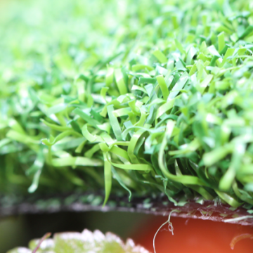 Putt-60 Bicolor Putt-60 Bicolor